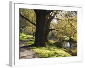 River Avon in Botanic Gardens, Christchurch, Canterbury, South Island, New Zealand, Pacific-Nick Servian-Framed Photographic Print