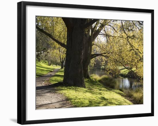 River Avon in Botanic Gardens, Christchurch, Canterbury, South Island, New Zealand, Pacific-Nick Servian-Framed Photographic Print