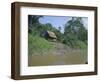 River Bank Settlement, Amazon, Peru, South America-Derek Furlong-Framed Photographic Print