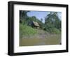 River Bank Settlement, Amazon, Peru, South America-Derek Furlong-Framed Photographic Print