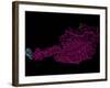 River Basins Of Austria In Rainbow Colours-Grasshopper Geography-Framed Giclee Print