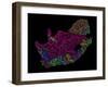 River Basins Of South Africa In Rainbow Colours-Grasshopper Geography-Framed Giclee Print