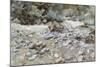 River Bed-John Singer Sargent-Mounted Giclee Print