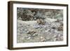 River Bed-John Singer Sargent-Framed Giclee Print