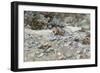 River Bed-John Singer Sargent-Framed Giclee Print