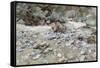 River Bed-John Singer Sargent-Framed Stretched Canvas