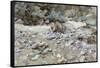 River Bed-John Singer Sargent-Framed Stretched Canvas