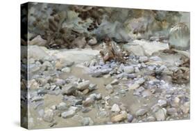 River Bed-John Singer Sargent-Stretched Canvas