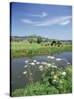 River Brue with Glastonbury Tor in the Distance, Somerset, England, United Kingdom-Chris Nicholson-Stretched Canvas
