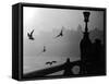 River Danube Gulls-null-Framed Stretched Canvas