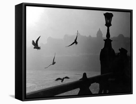River Danube Gulls-null-Framed Stretched Canvas