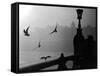 River Danube Gulls-null-Framed Stretched Canvas