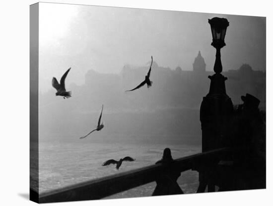 River Danube Gulls-null-Stretched Canvas