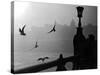 River Danube Gulls-null-Stretched Canvas