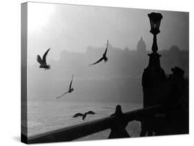 River Danube Gulls-null-Stretched Canvas