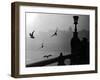 River Danube Gulls-null-Framed Photographic Print