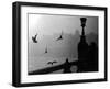 River Danube Gulls-null-Framed Photographic Print