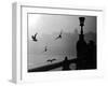 River Danube Gulls-null-Framed Photographic Print