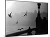 River Danube Gulls-null-Mounted Photographic Print
