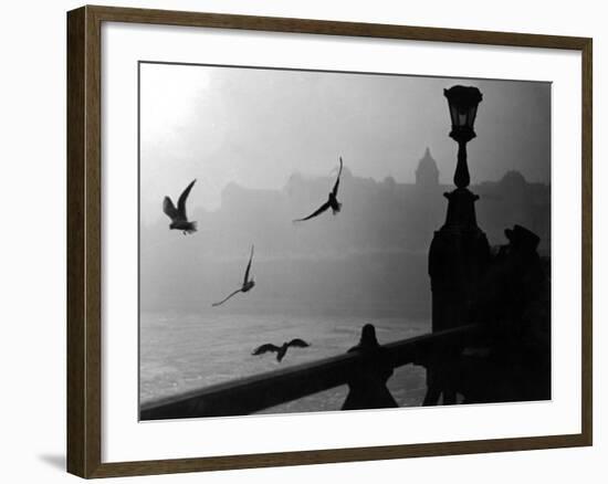 River Danube Gulls-null-Framed Photographic Print