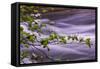 River Dogwoods, Yosemite-Vincent James-Framed Stretched Canvas