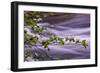 River Dogwoods, Yosemite-Vincent James-Framed Photographic Print