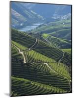 River Douro, Douro Region, Northern Portugal-Alan Copson-Mounted Photographic Print