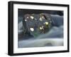 River Flowing Around Rock, Scotland, UK-Pete Cairns-Framed Photographic Print