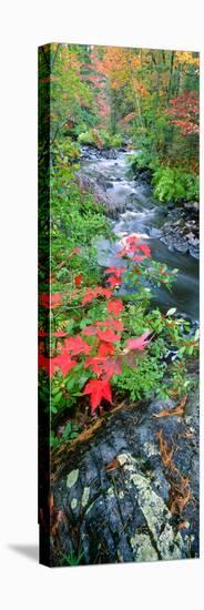 River Flowing Through a Forest, Black River, Upper Peninsula, Michigan, USA-null-Stretched Canvas