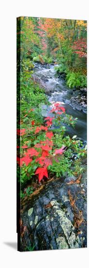 River Flowing Through a Forest, Black River, Upper Peninsula, Michigan, USA-null-Stretched Canvas