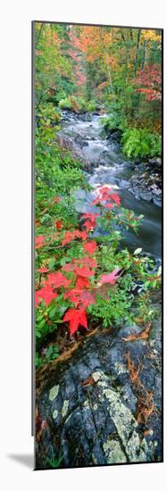 River Flowing Through a Forest, Black River, Upper Peninsula, Michigan, USA-null-Mounted Photographic Print