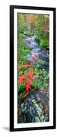 River Flowing Through a Forest, Black River, Upper Peninsula, Michigan, USA-null-Framed Photographic Print