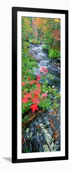 River Flowing Through a Forest, Black River, Upper Peninsula, Michigan, USA-null-Framed Photographic Print