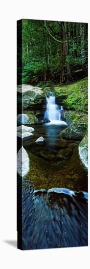 River Flowing Through a Forest, Liffey Falls, Liffey River, Tasmania, Australia-null-Stretched Canvas