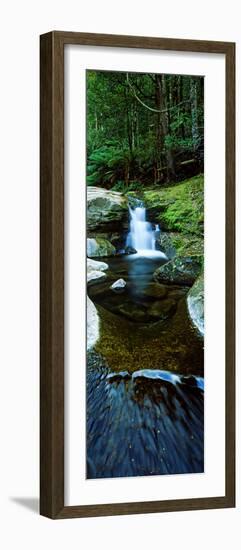 River Flowing Through a Forest, Liffey Falls, Liffey River, Tasmania, Australia-null-Framed Photographic Print