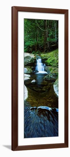 River Flowing Through a Forest, Liffey Falls, Liffey River, Tasmania, Australia-null-Framed Photographic Print