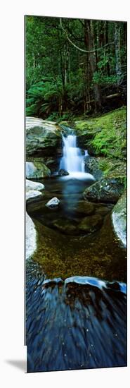 River Flowing Through a Forest, Liffey Falls, Liffey River, Tasmania, Australia-null-Mounted Photographic Print