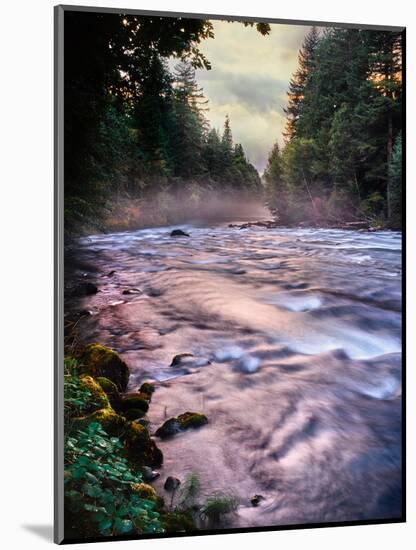 River flowing through a forest, McKenzie River, Belknap Hot Springs, Willamette National Forest...-null-Mounted Photographic Print