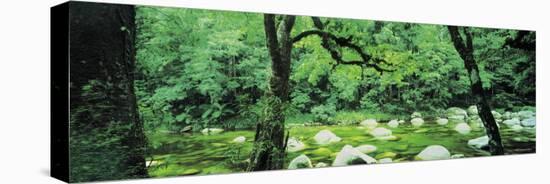 River Flowing through a Forest, Mossman Gorge, Daintree National Park, Queensland, Australia-null-Stretched Canvas