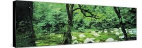 River Flowing through a Forest, Mossman Gorge, Daintree National Park, Queensland, Australia-null-Stretched Canvas