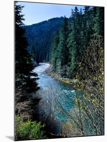 River flowing through a forest, North Umpqua River, Umpqua National Forest, Douglas County, Oreg...-null-Mounted Premium Photographic Print