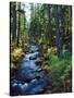 River flowing through a forest, South Fork, Upper Rogue River, Rogue River-null-Stretched Canvas