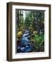 River flowing through a forest, South Fork, Upper Rogue River, Rogue River-null-Framed Photographic Print