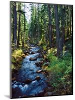 River flowing through a forest, South Fork, Upper Rogue River, Rogue River-null-Mounted Photographic Print