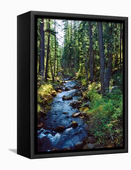 River flowing through a forest, South Fork, Upper Rogue River, Rogue River-null-Framed Stretched Canvas