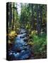 River flowing through a forest, South Fork, Upper Rogue River, Rogue River-null-Stretched Canvas