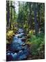 River flowing through a forest, South Fork, Upper Rogue River, Rogue River-null-Mounted Photographic Print