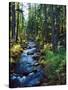 River flowing through a forest, South Fork, Upper Rogue River, Rogue River-null-Stretched Canvas