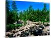 River flowing through a forest, West Branch Ausable River, Adirondack Mountains, New York State...-null-Stretched Canvas