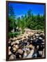 River flowing through a forest, West Branch Ausable River, Adirondack Mountains, New York State...-null-Framed Photographic Print